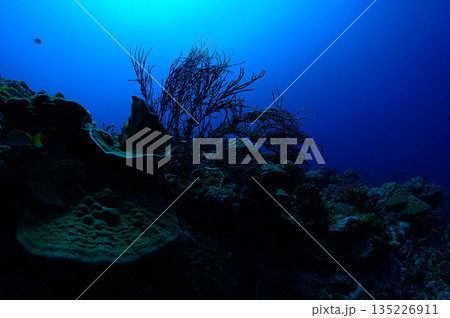 青い海とサンゴ　パラオの海　ダイビングの風景 135226911