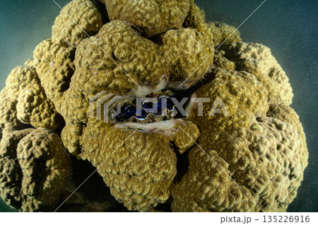 大きなサンゴとシャコガイ　パラオの海　ダイビングの風景 135226916