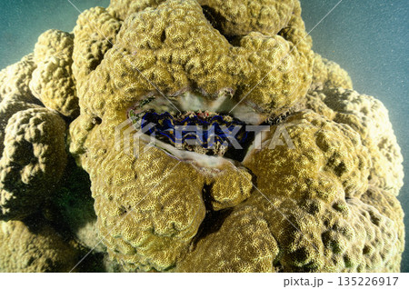 大きなサンゴとシャコガイ　パラオの海　ダイビングの風景 135226917