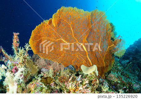 青い海とサンゴ　パラオの海　ダイビングの風景 135226920