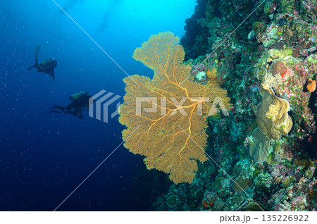 青い海とサンゴ パラオの海 ダイビングの風景 青い海とサンゴ パラオの海 ダイビングの風景 135226922