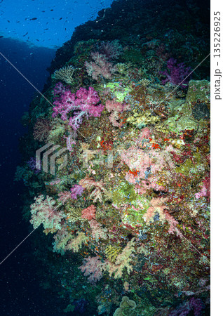 青い海とサンゴ　パラオの海　ダイビングの風景 135226925