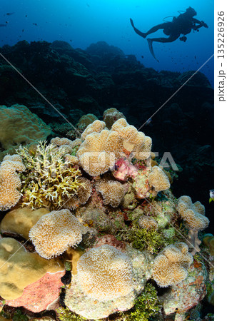 青い海とサンゴ　パラオの海　ダイビングの風景 135226926