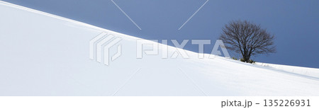 真冬の北海道美瑛町で見つけた寂しそうに立つ一本の木 135226931