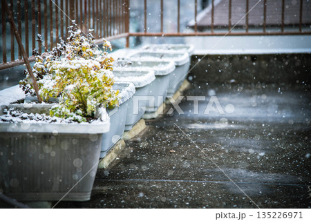 雪が降る冬の花壇 135226971