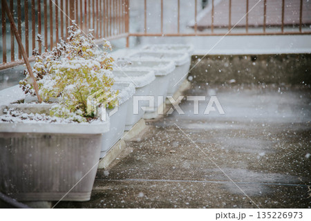 雪が降る冬の花壇 135226973