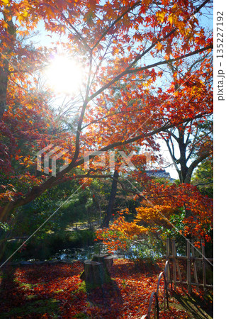 秋の京都　等持院の紅葉 135227192