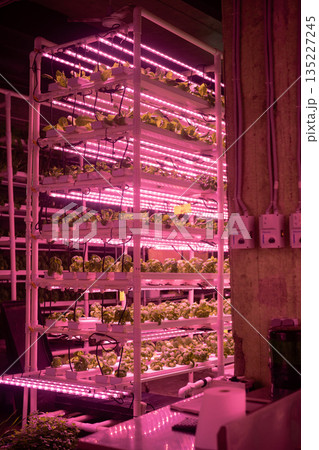 Indoor vertical smart farm with hydroponics on stacks. Seedlings of salad growing under LED lights 135227245