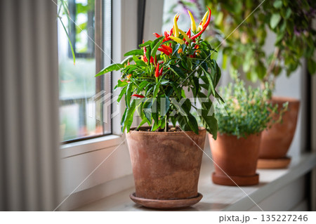 Home garden on kitchen windowsill, pot of red yellow hot chili peppers growing indoors on window. 135227246