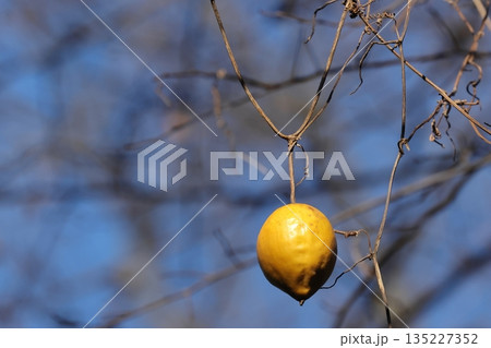 自然　植物　キカラスウリ、黄色い実のなるカラスウリ。秋に熟す実は十センチ前後の球形か長楕円体 135227352