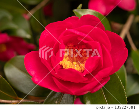 山茶花 135227391