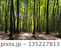 美しく整列したブナの林と地面に落ちる木漏れ日の影 135227813