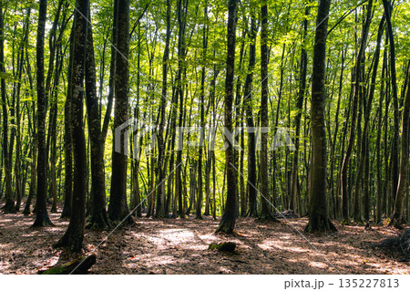 美しく整列したブナの林と地面に落ちる木漏れ日の影 135227813