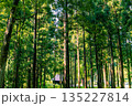 木漏れ日が差し込む美しい杉林と森の中の山小屋 135227814