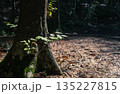 苔むしたブナの巨木の根元と若葉の木漏れ日 135227815