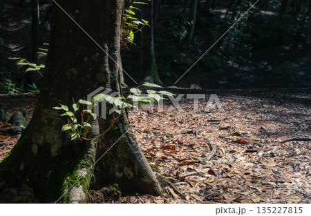苔むしたブナの巨木の根元と若葉の木漏れ日 135227815