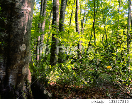 深い森の中に差し込む光と輝く樹木の葉 135227816