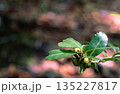 森の中で実をつける常緑樹のクローズアップ 135227817