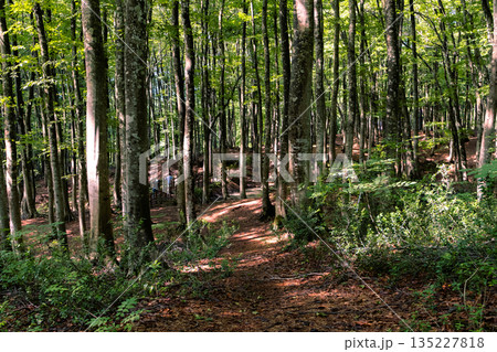 新緑のブナ原生林を抜ける遊歩道とハイキングコース 135227818