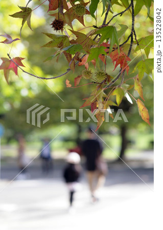 公園のフウの木と親子 公園のフウの木と親子 135228042