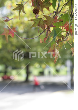 公園のフウの木 135228043