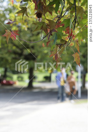 公園のフウの木と実と親子 公園のフウの木と実と親子 135228045