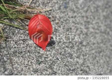 遊歩道の赤い落ち葉 遊歩道の赤い落ち葉 135228055