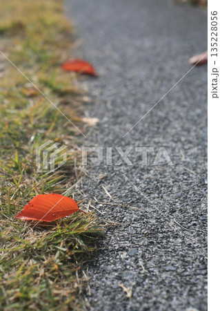 遊歩道の赤い落ち葉 135228056