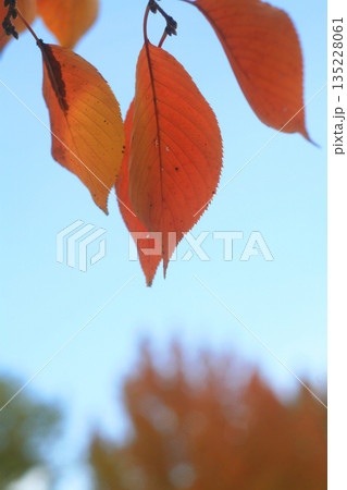 紅葉した桜の葉 紅葉した桜の葉 135228061