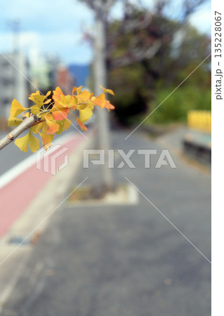 歩道の脇にある銀杏の木 歩道の脇にある銀杏の木 135228067