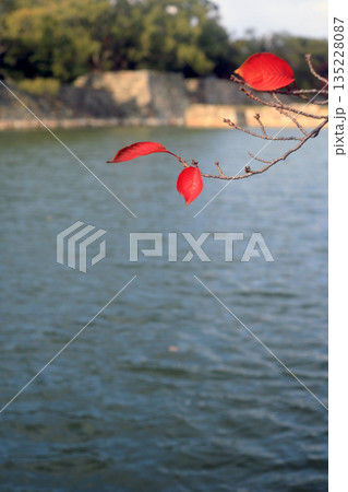 お城のお濠の紅葉した桜の葉 お城のお濠の紅葉した桜の葉 135228087