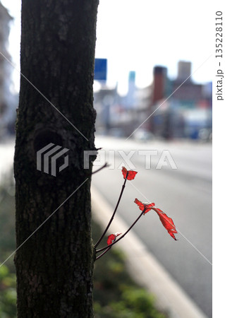 街路樹の脇芽 135228110