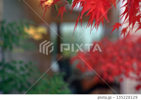 真っ赤なモミジ 135228129