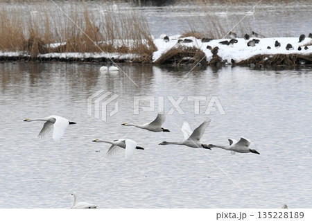 飛んでいく白鳥 飛んでいく白鳥 135228189