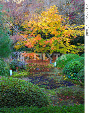 京都泉涌寺塔頭雲龍院の秋 135228192