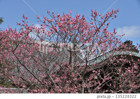 金戒光明寺　大方丈唐門前の紅梅(京都市左京区) 135228322