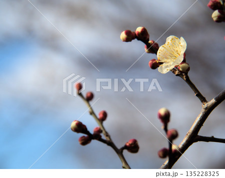 1月に美しく咲いた白い梅の花「冬至（トウジ）」 135228325