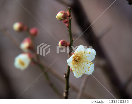 1月に美しく咲いた白い梅の花「冬至（トウジ）」 135228326