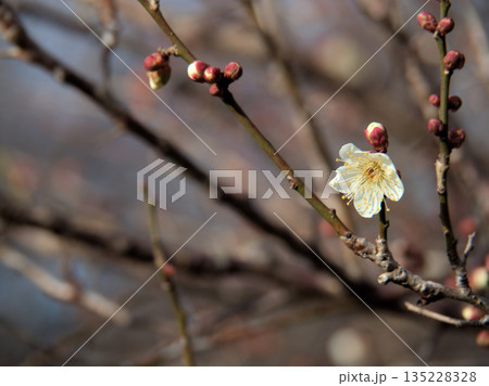 1月に美しく咲いた白い梅の花「冬至（トウジ）」 135228328