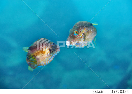 雄どうし闘うキタマクラ② 135228329