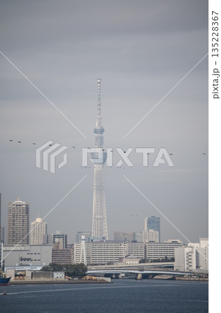 スカイツリーと鳥の群れ 135228367