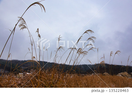 初雪の里山 135228463
