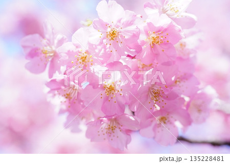 河津桜9112 河津桜9112 135228481