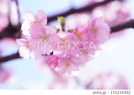 河津桜9114 河津桜9114 135228482