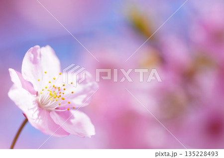 河津桜9143 135228493