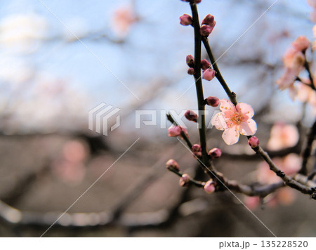 晴れた1月に咲いた紅梅「紅冬至（コウトウジ）」 135228520