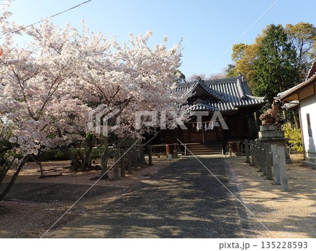 徳島県鳴門市撫養町林崎の妙見山に鎮座する妙見神社の桜の季節の風景 135228593
