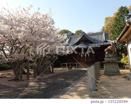 徳島県鳴門市撫養町林崎の妙見山に鎮座する妙見神社の桜の季節の風景 135228594