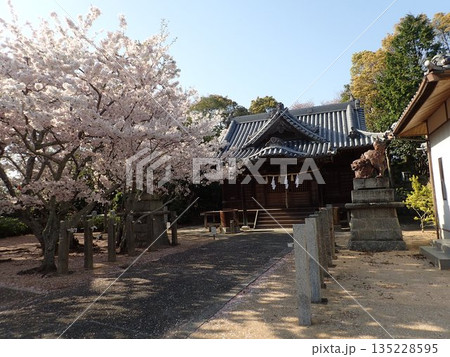徳島県鳴門市撫養町林崎の妙見山に鎮座する妙見神社の桜の季節の風景 徳島県鳴門市撫養町林崎の妙見山に鎮座する妙見神社の桜の季節の風景 135228595
