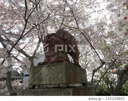 徳島県鳴門市撫養町林崎の妙見山に鎮座する妙見神社の桜の季節の風景 徳島県鳴門市撫養町林崎の妙見山に鎮座する妙見神社の桜の季節の風景 135228601